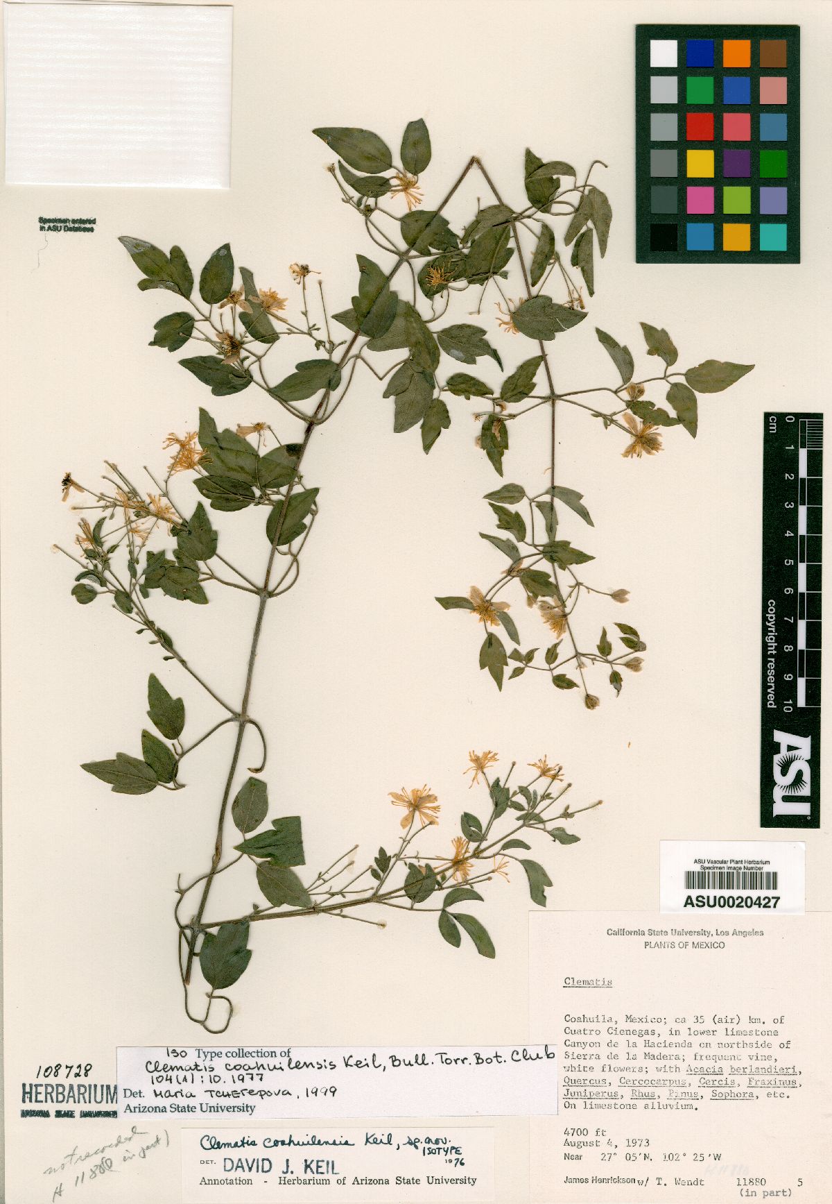 Clematis coahuilensis image