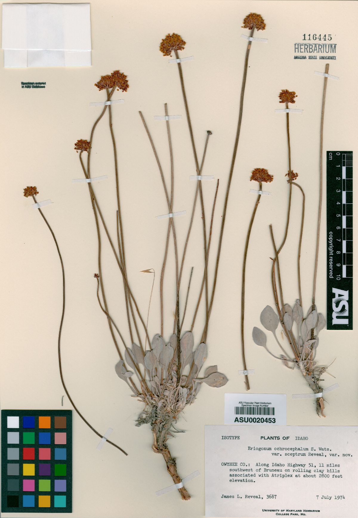 Eriogonum calcareum var. sceptrum image