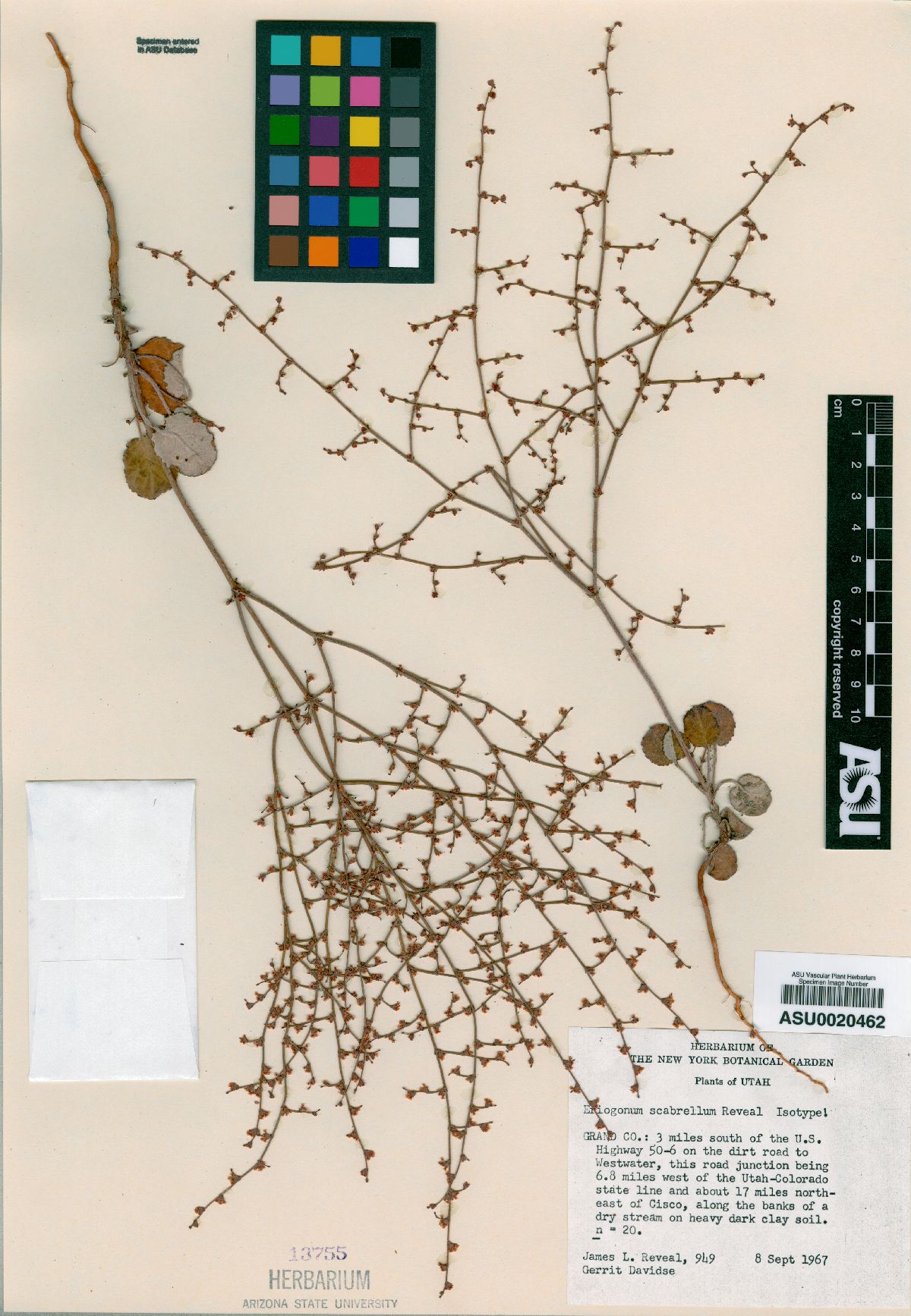 Eriogonum scabrellum image