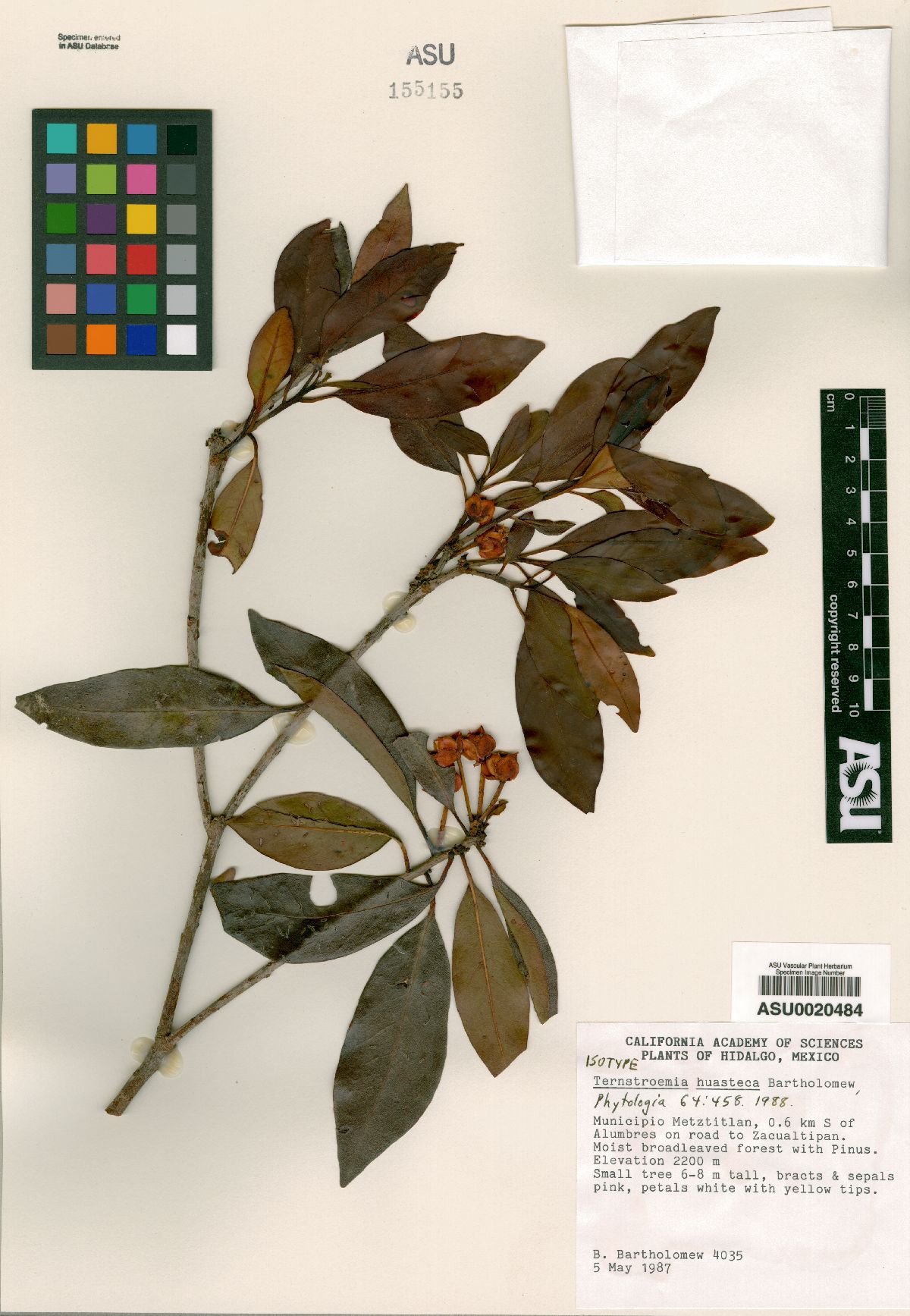 Ternstroemia huasteca image