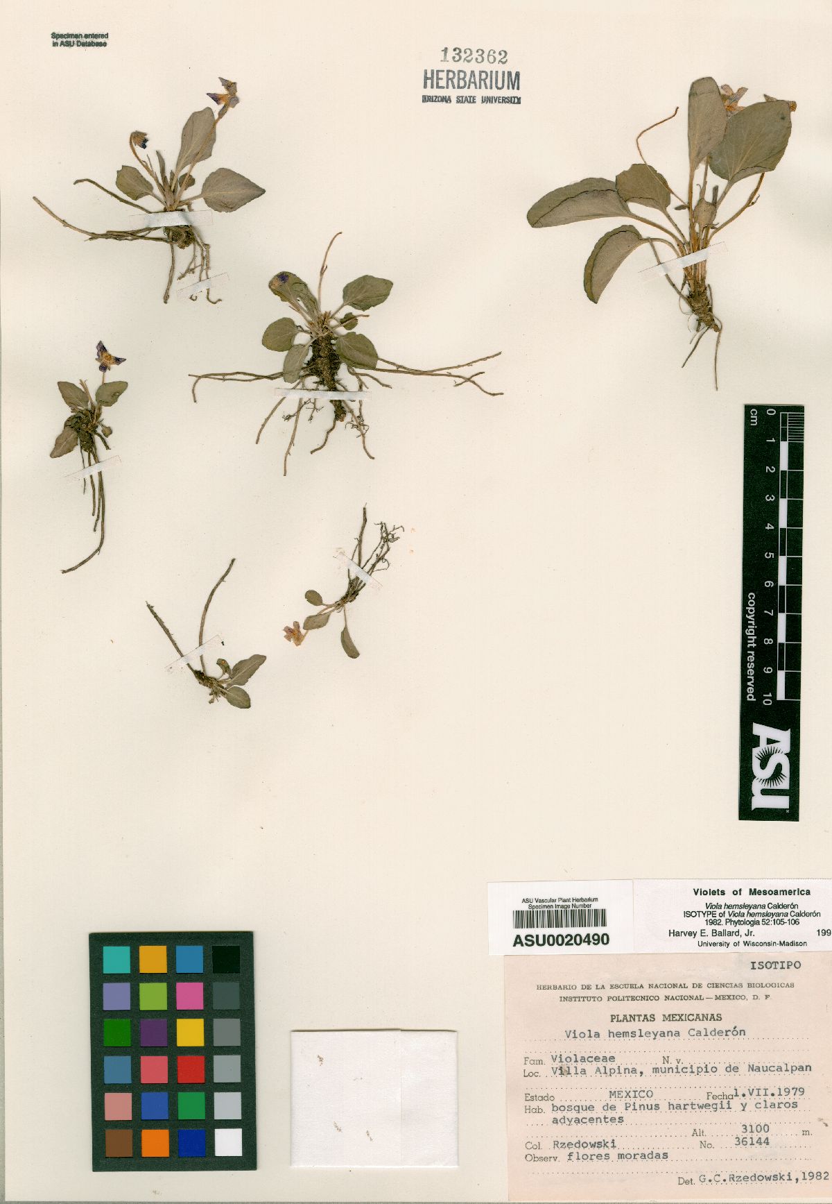 Viola hemsleyana image