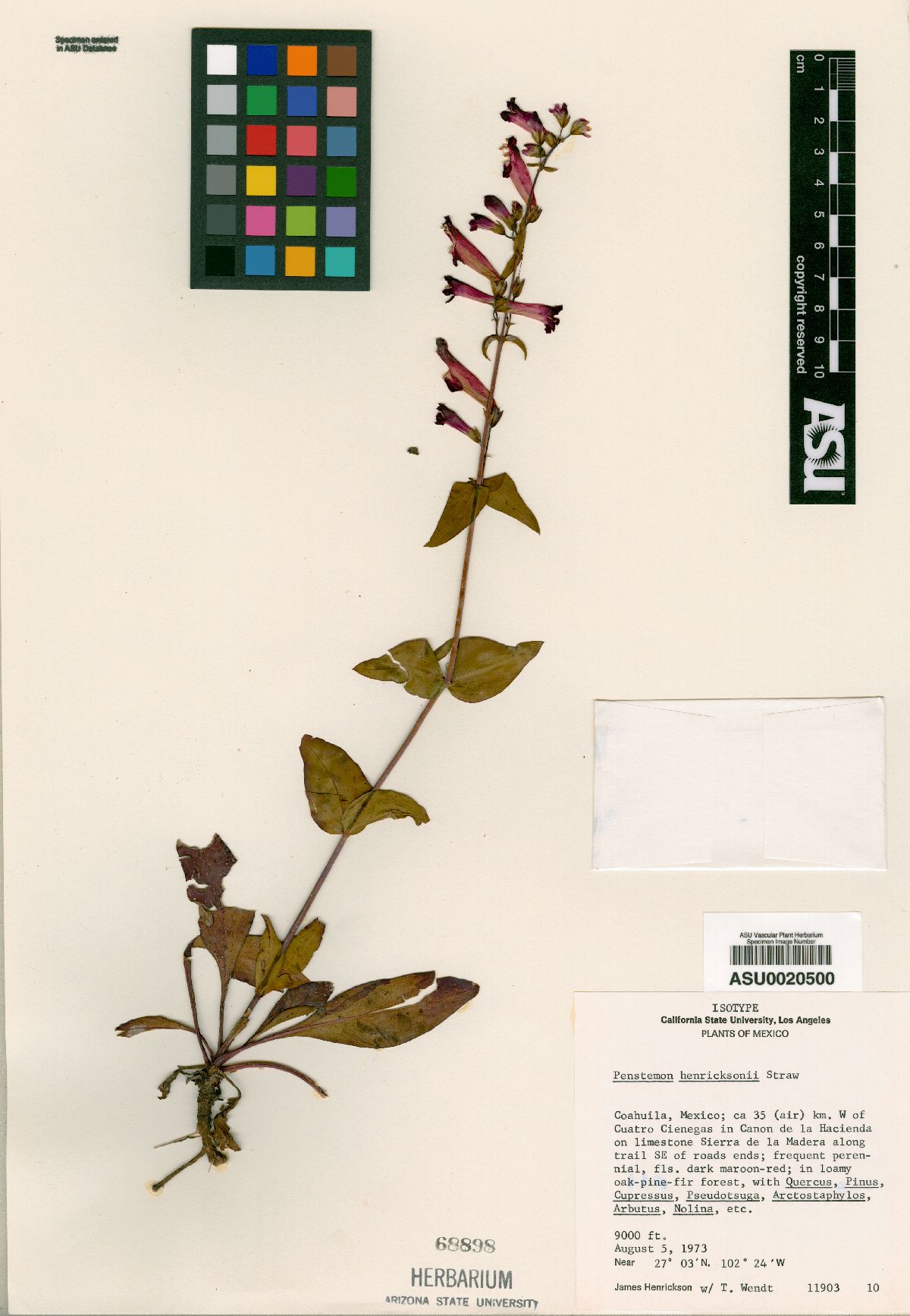 Penstemon henricksonii image