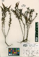 Castilleja linifolia image