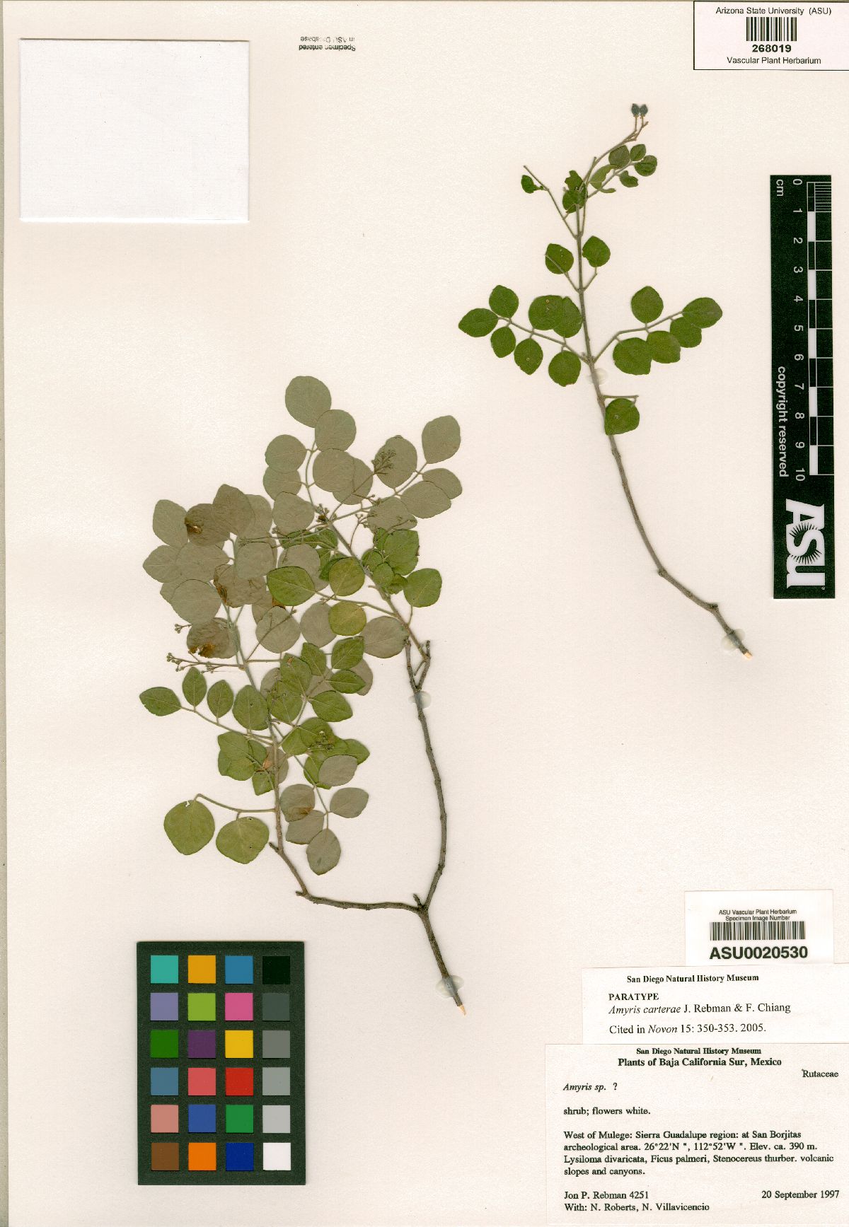 Amyris carterae image