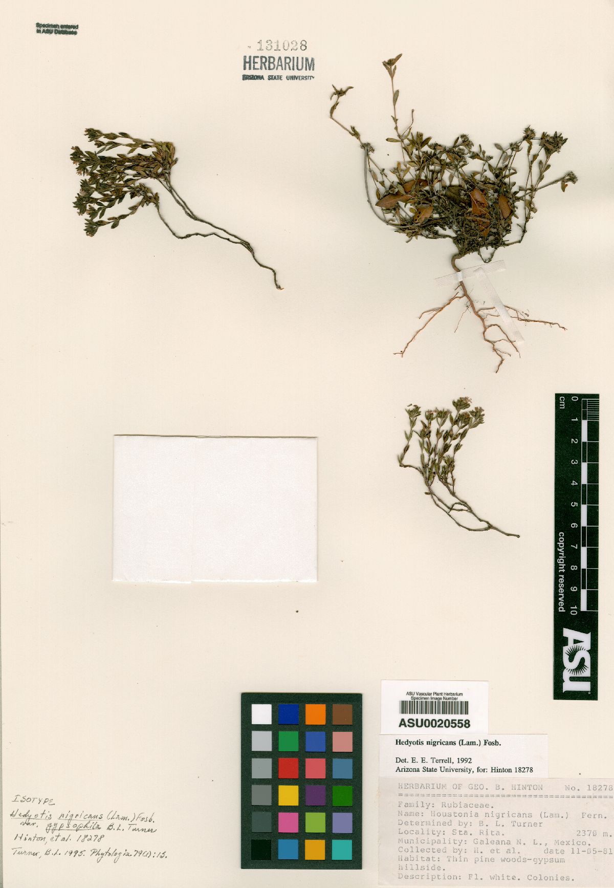 Stenaria nigricans var. gypsophila image