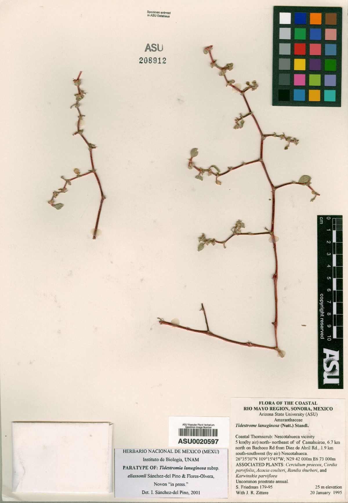 Tidestromia lanuginosa var. eliassoniana image