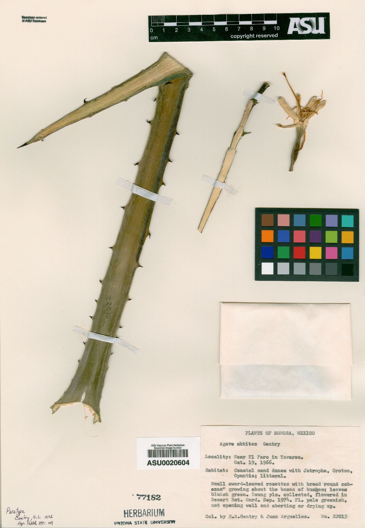 Agave aktites image