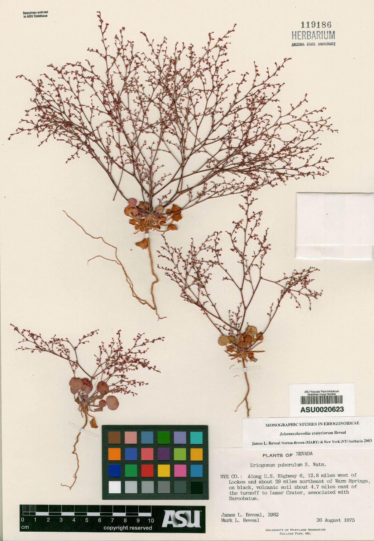 Johanneshowellia crateriorum image