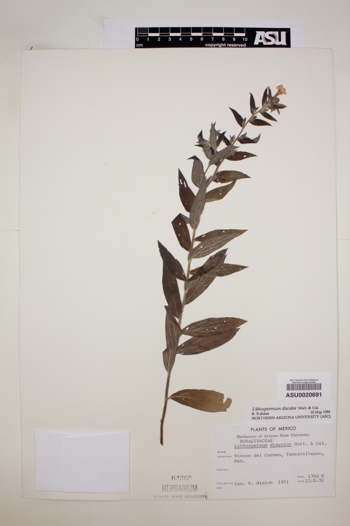 Lithospermum discolor image