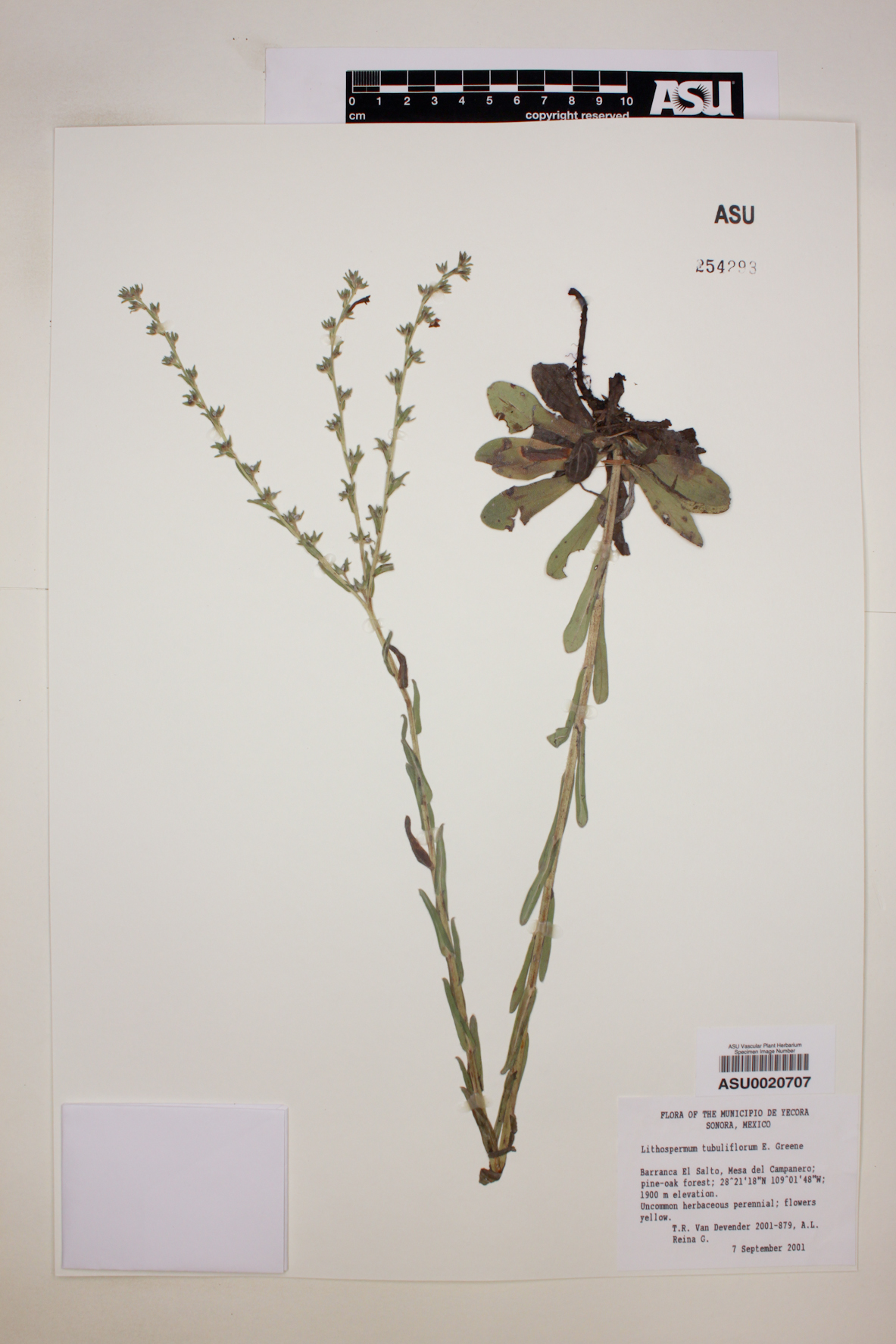 Lithospermum tubuliflorum image