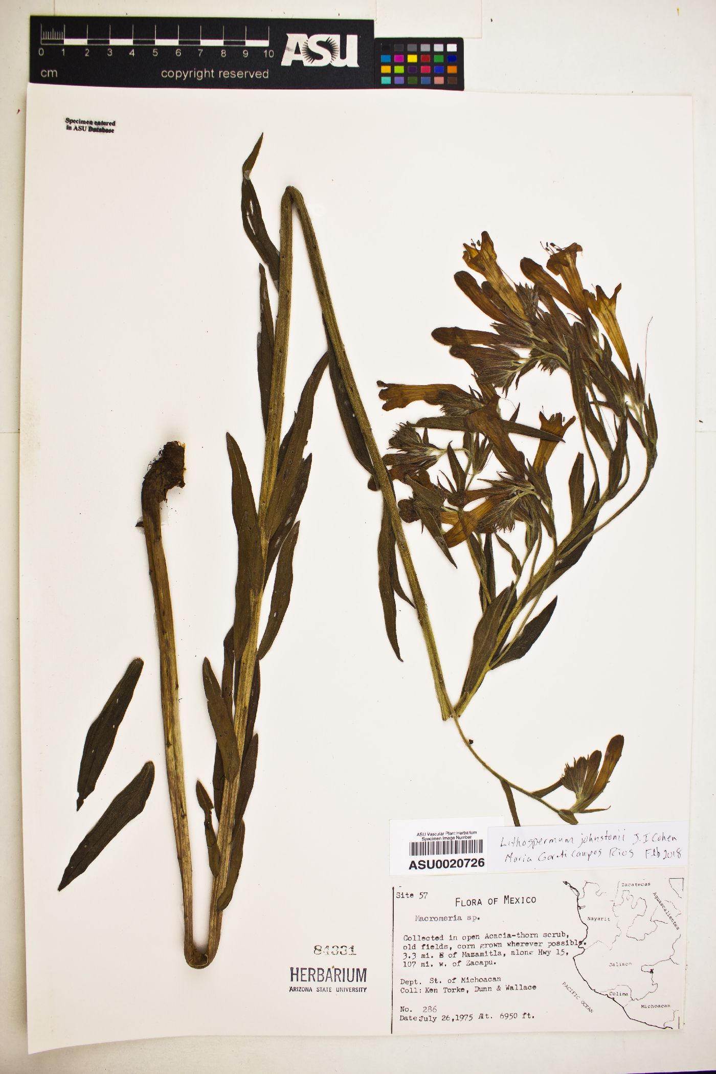 Lithospermum johnstonii image