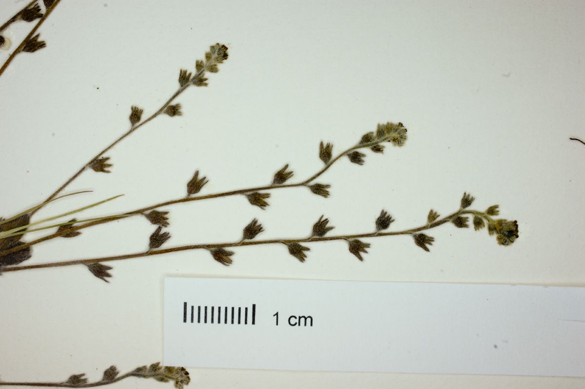 Myosotis arvensis image