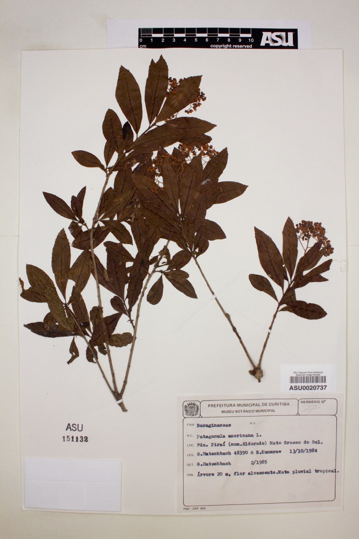 Patagonula americana image
