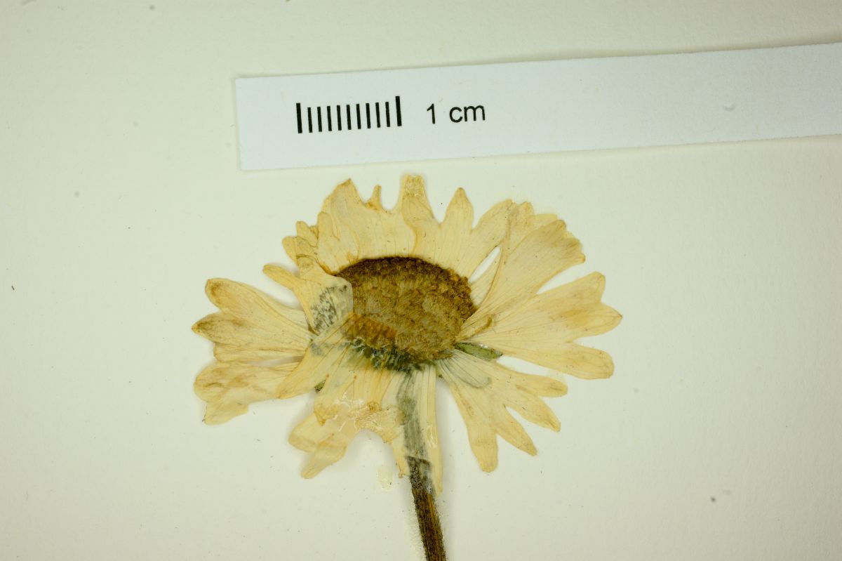 Helenium apterum image