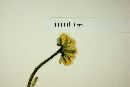 Helenium apterum image