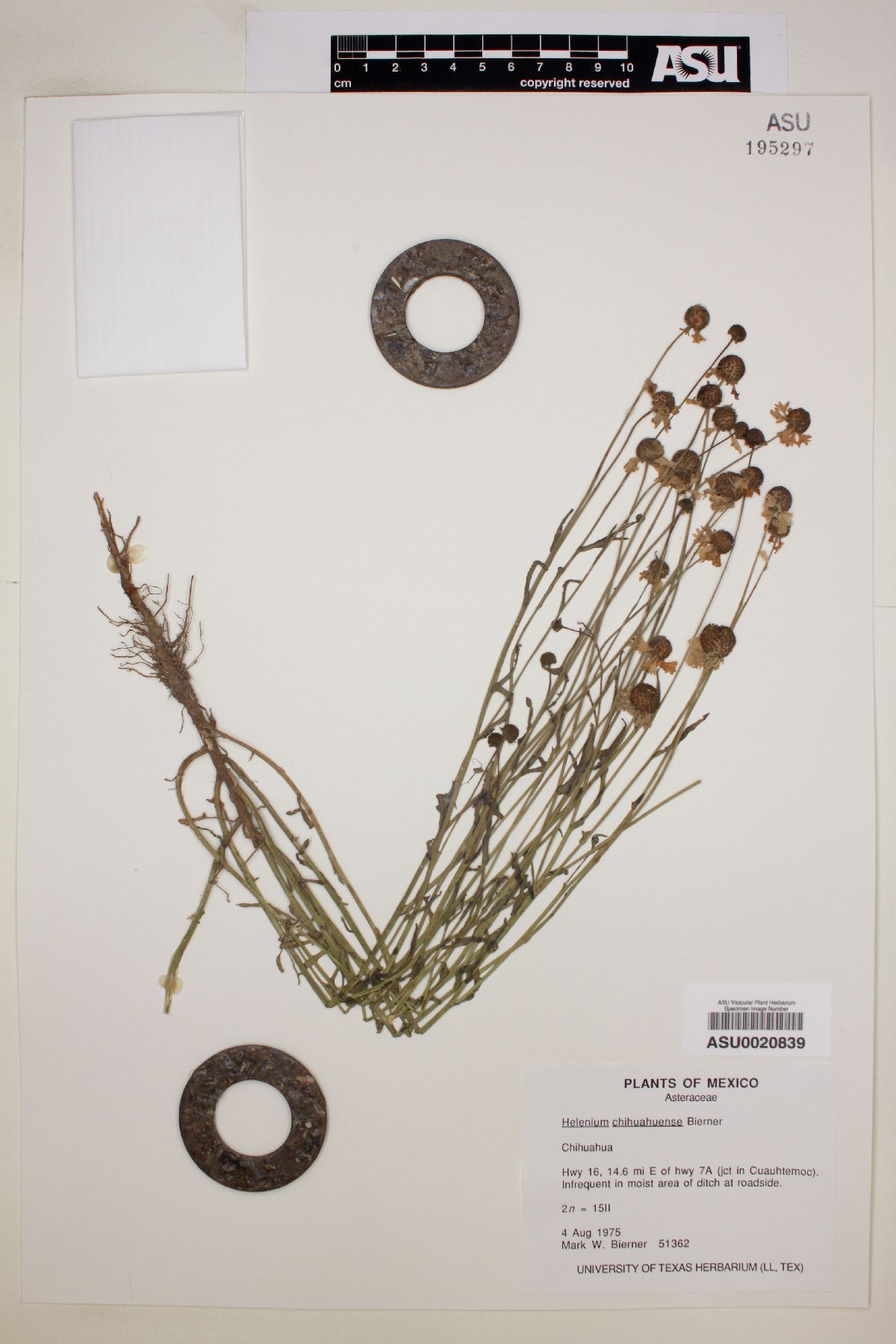 Helenium chihuahuensis image