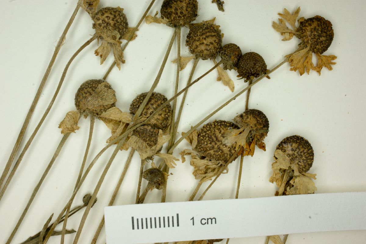 Helenium chihuahuensis image