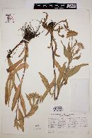 Helenium integrifolium image