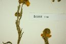 Helenium laciniatum image