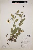 Helianthella mexicana image