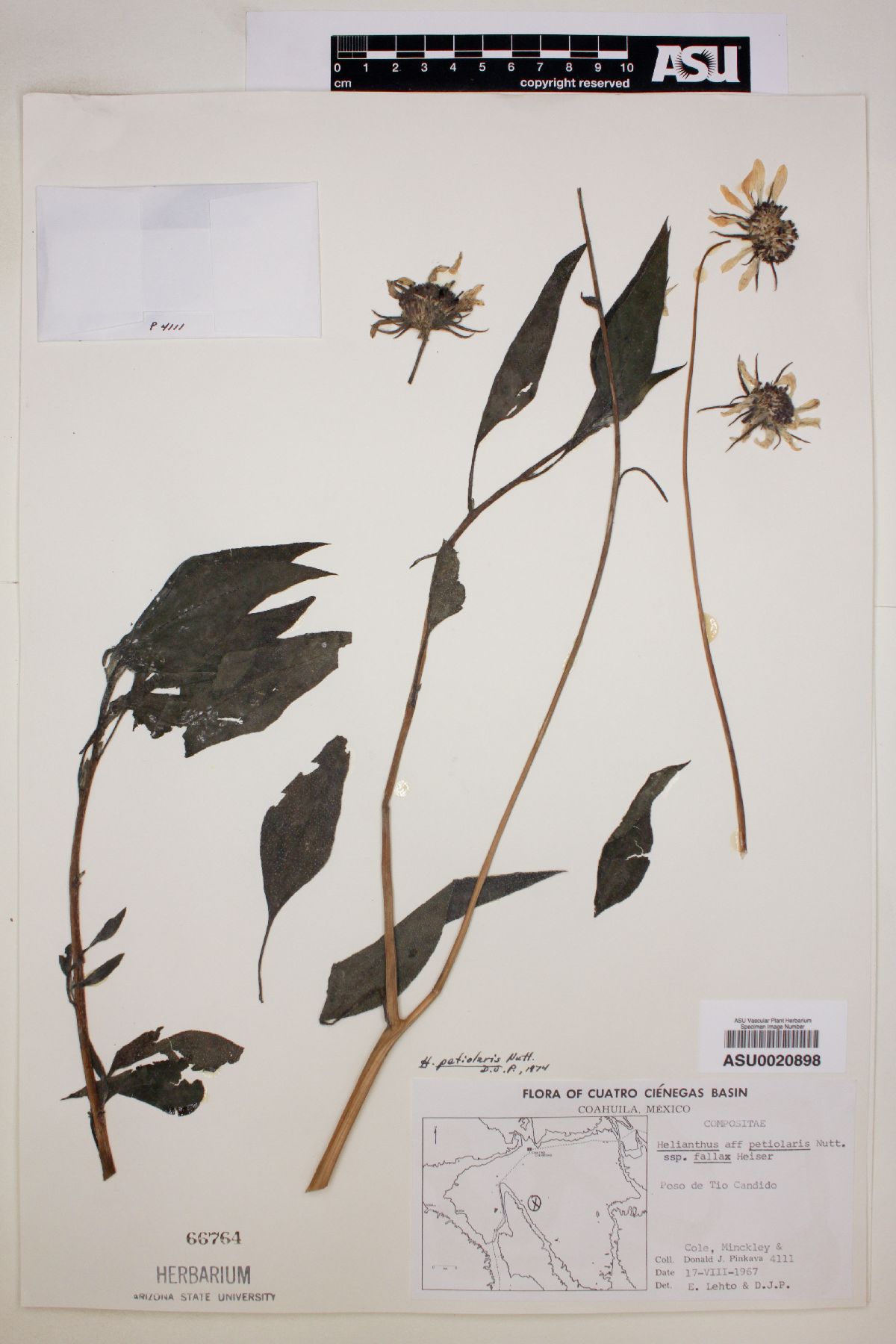Helianthus paradoxus subsp. cuatrocienegensis image