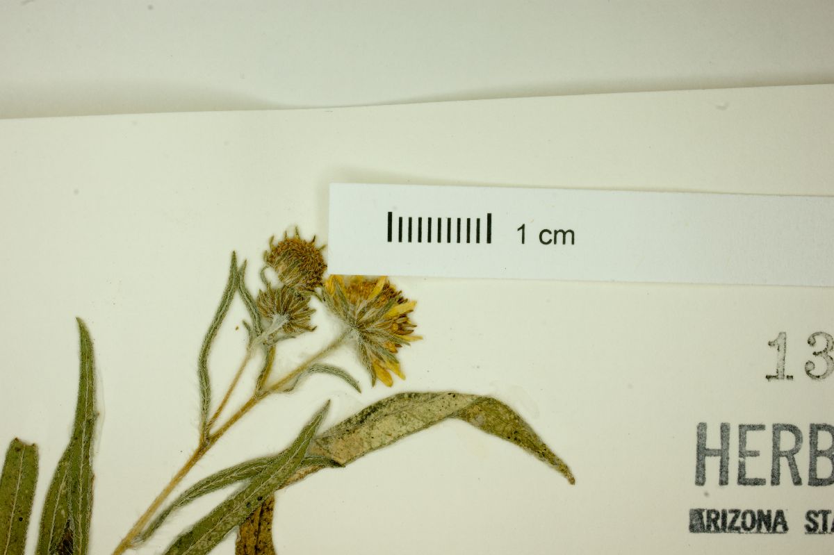 Heliomeris hispidus image