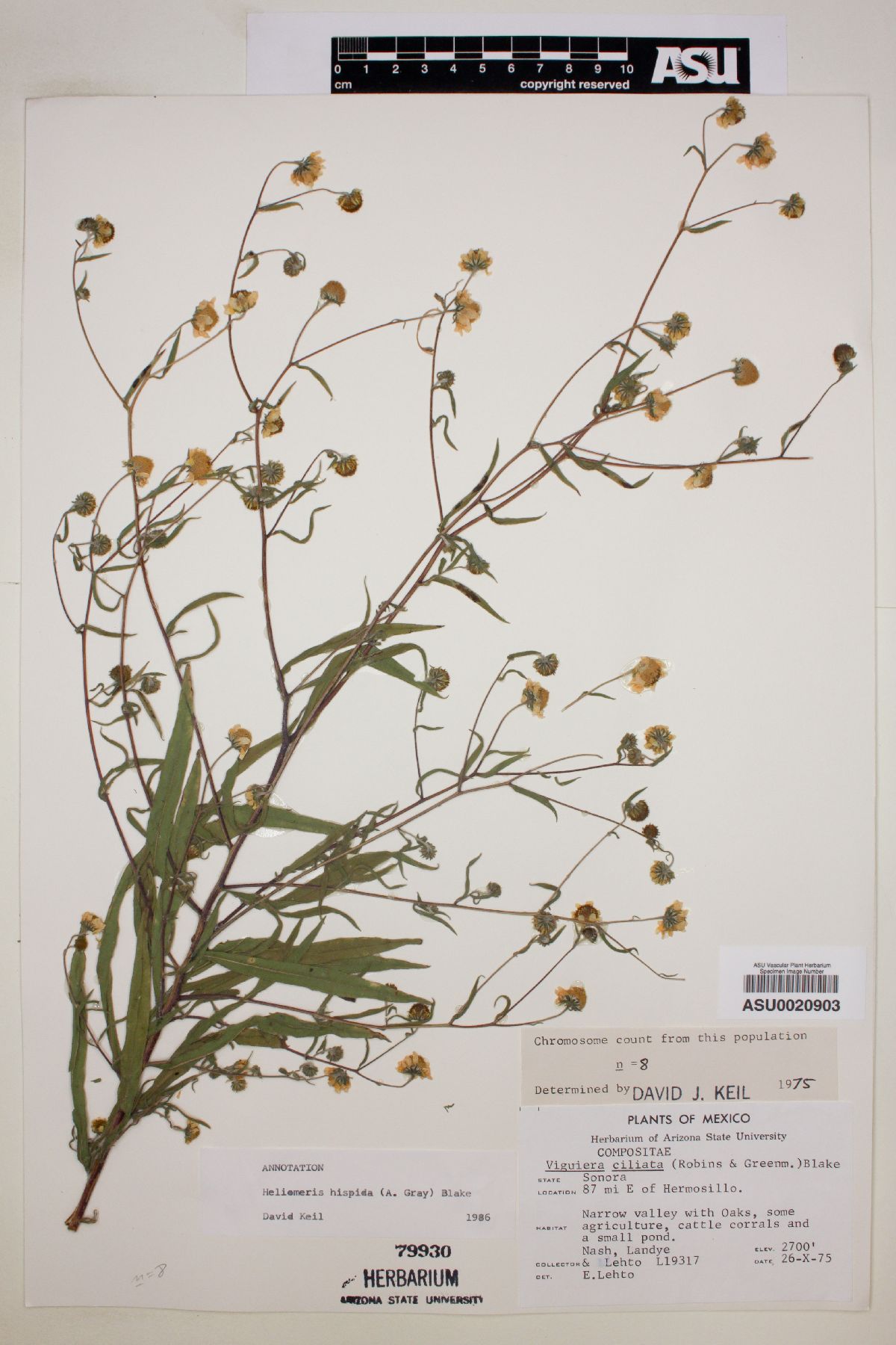 Heliomeris hispidus image