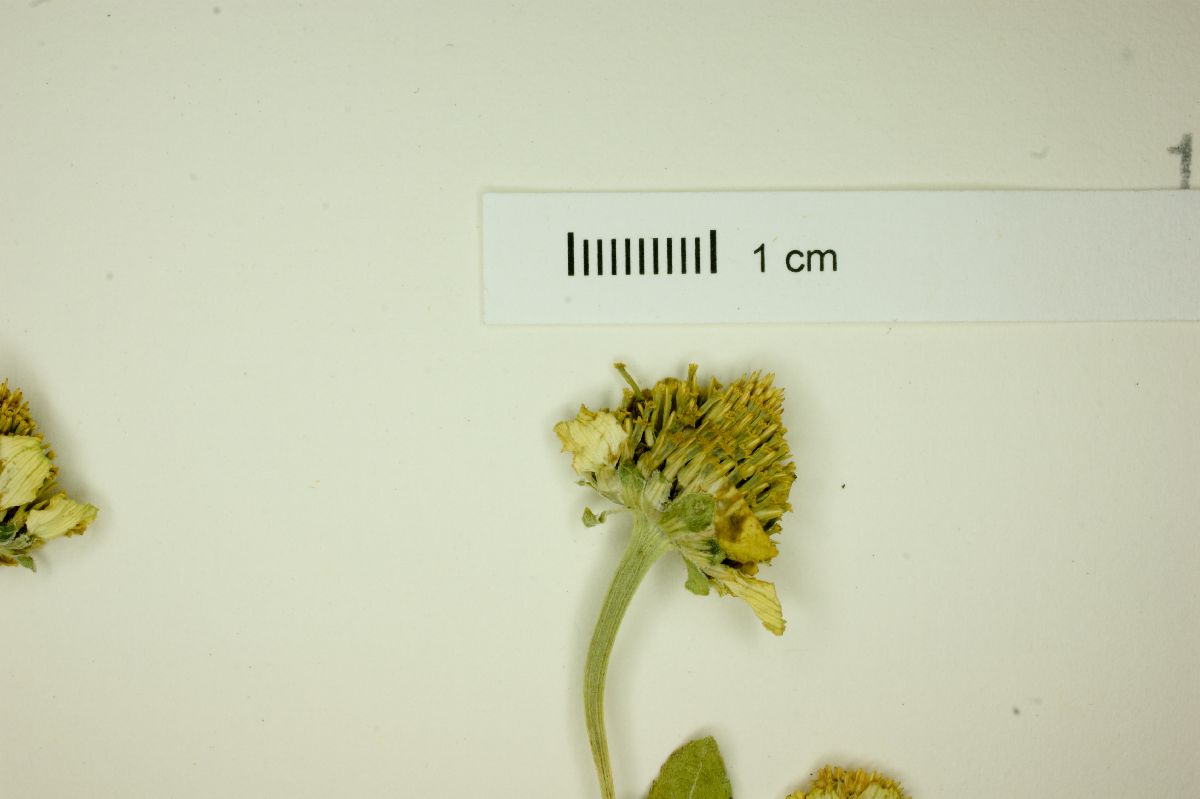 Heliopsis annua image
