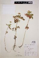 Heliopsis annua image