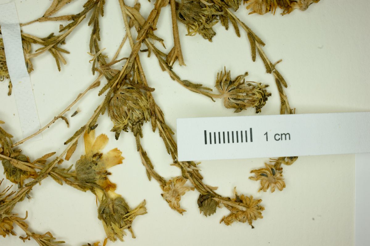 Hemizonia floribunda image