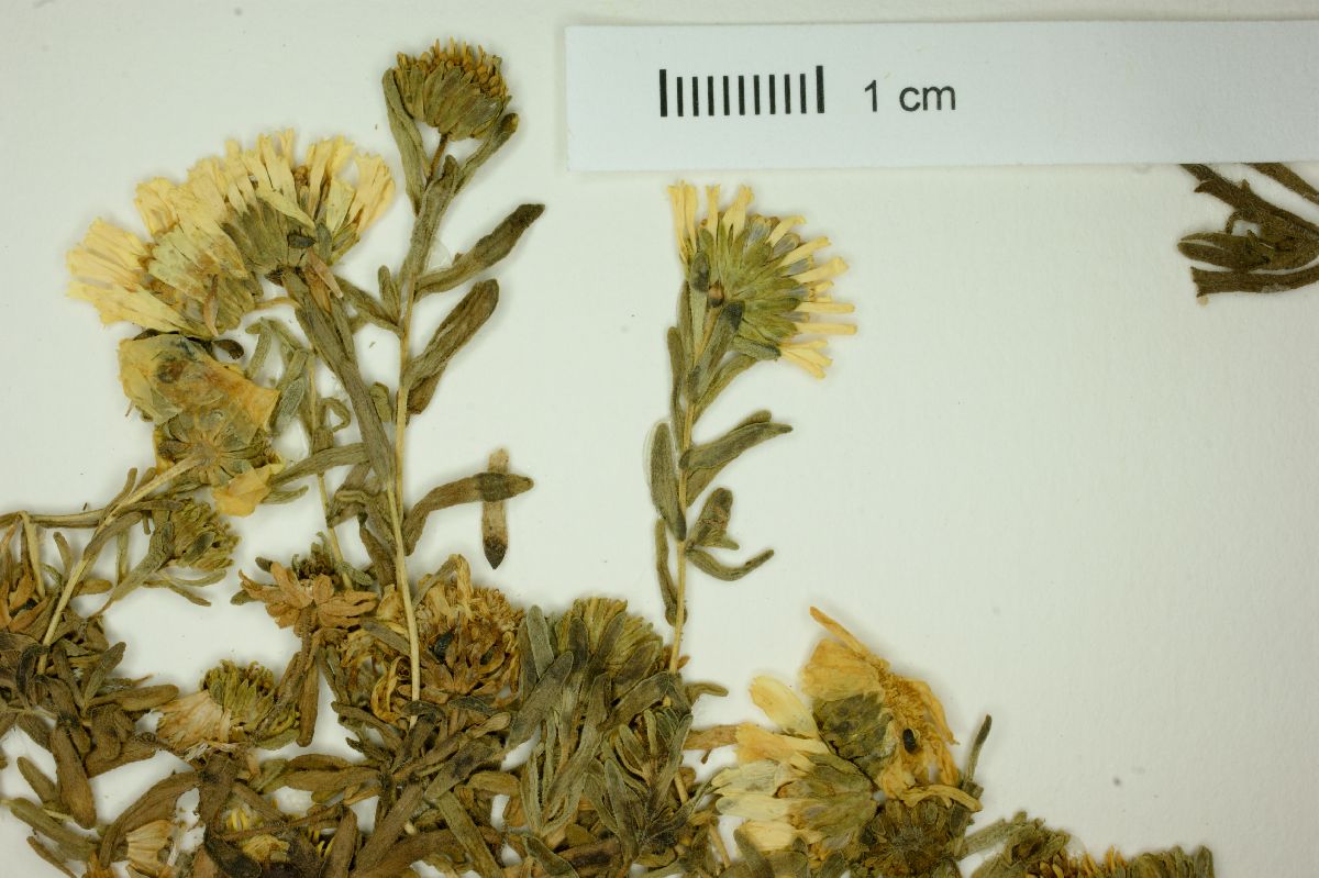 Hemizonia streetsii image