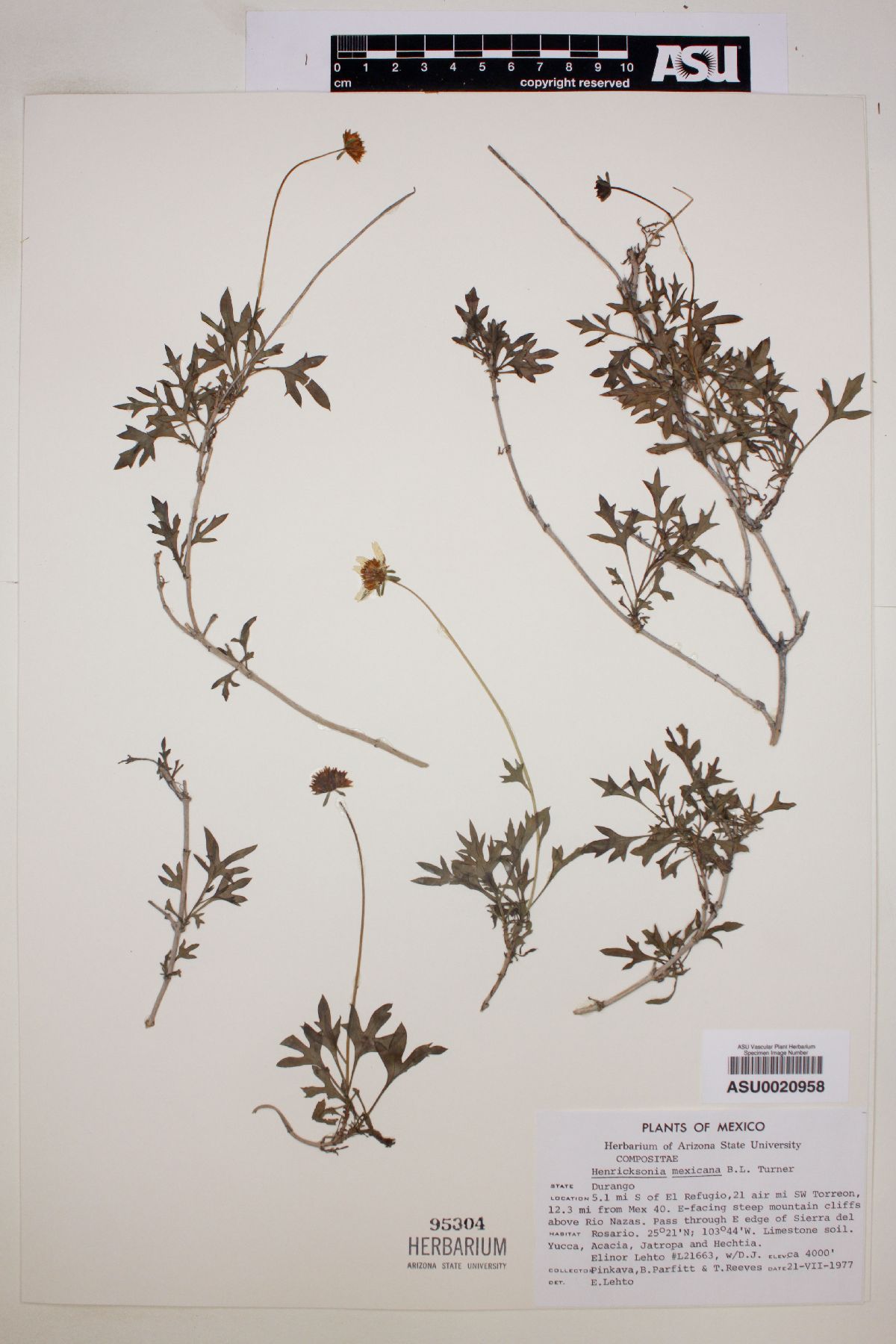 Henricksonia mexicana image