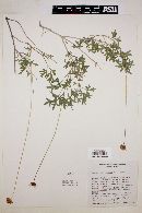 Henricksonia mexicana image