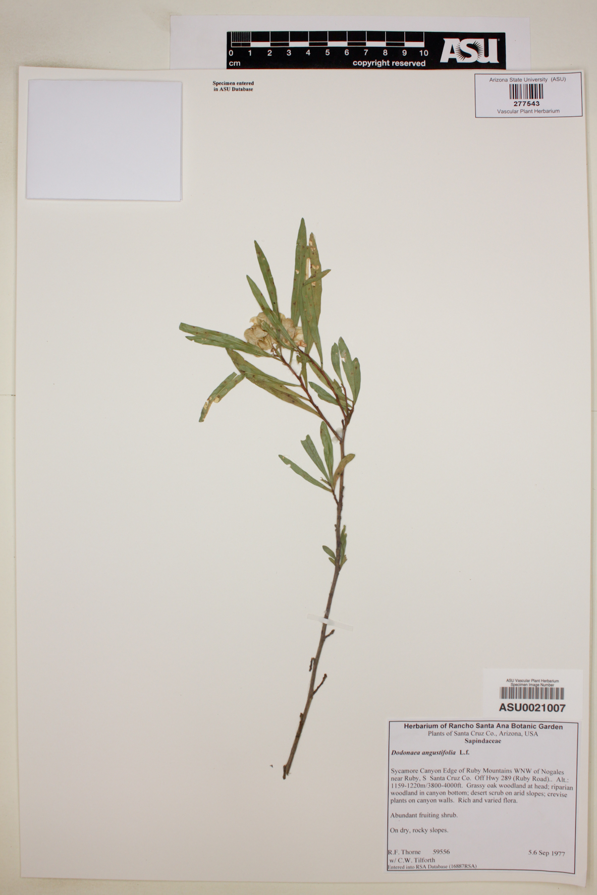 Dodonaea angustifolia image
