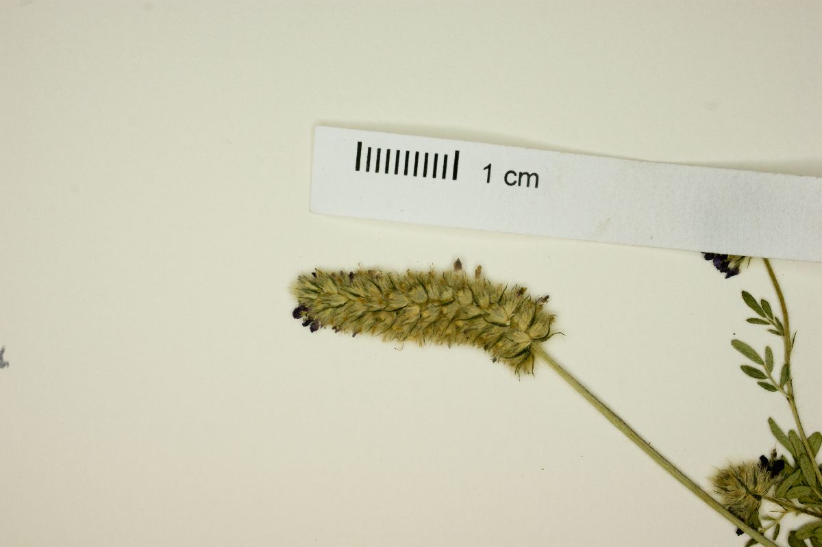 Dalea reclinata image