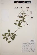 Image of Desmodium alamani