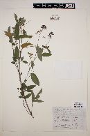 Desmodium alamani image