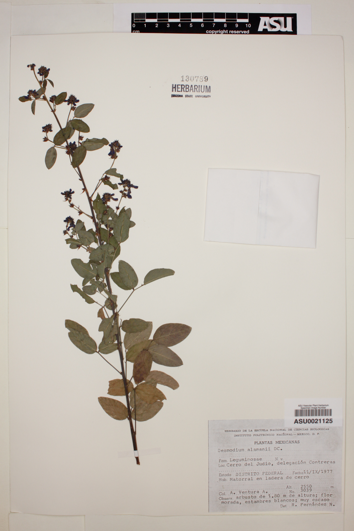 Desmodium alamani image