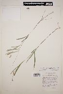 Desmodium angustifolium image