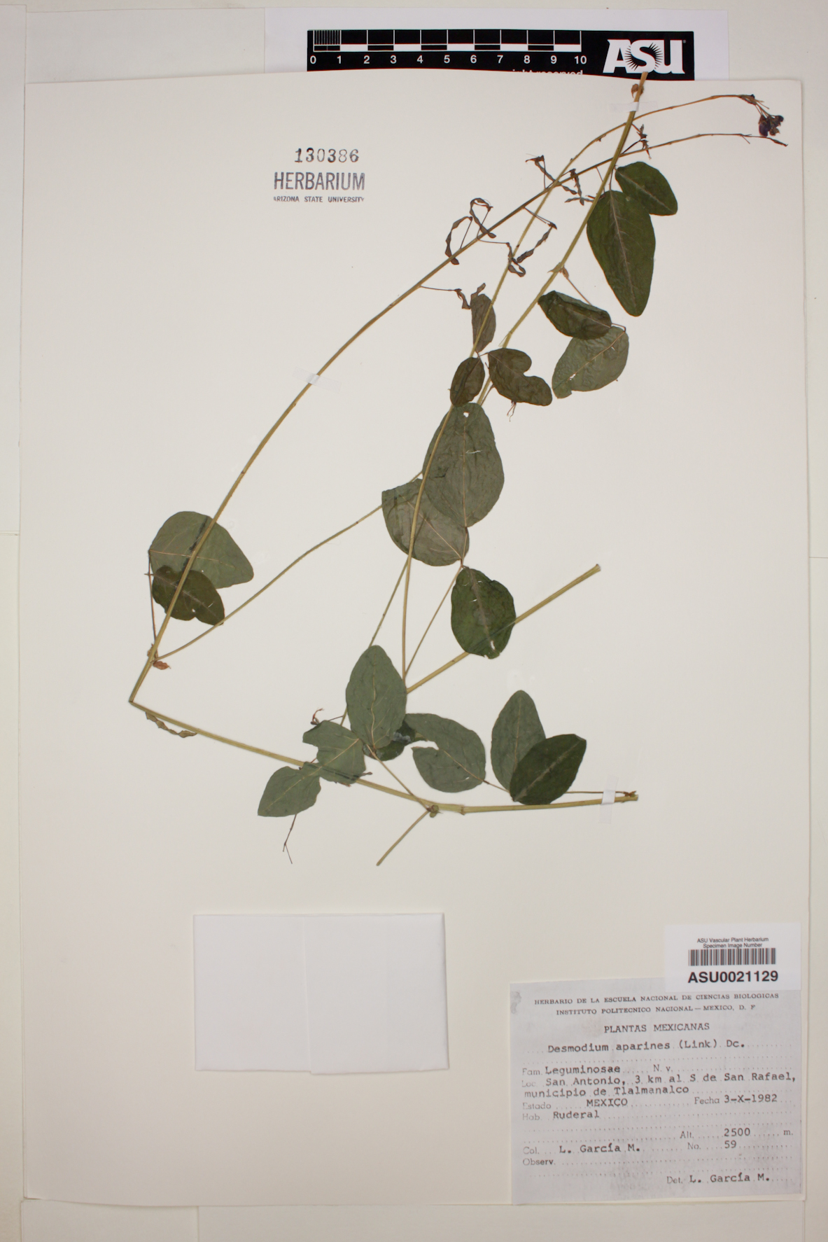 Desmodium aparines image