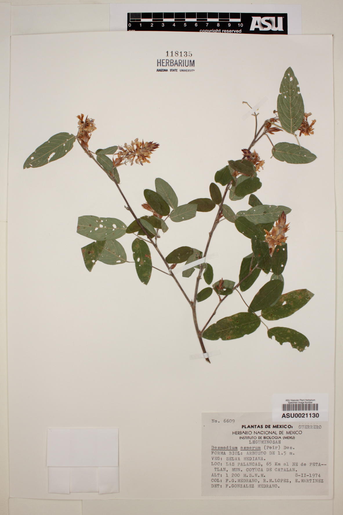 Desmodium asperum image