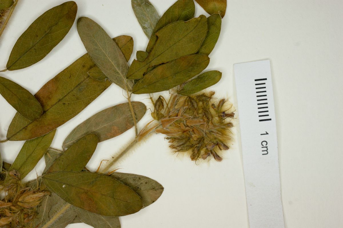 Desmodium barbatum image
