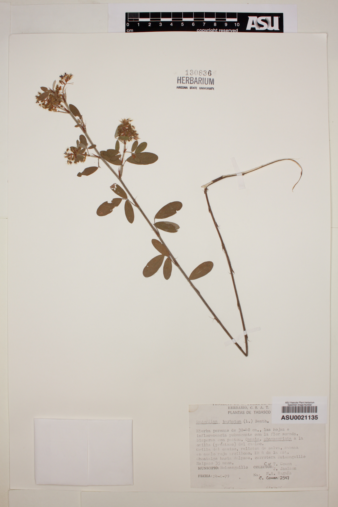 Desmodium barbatum image