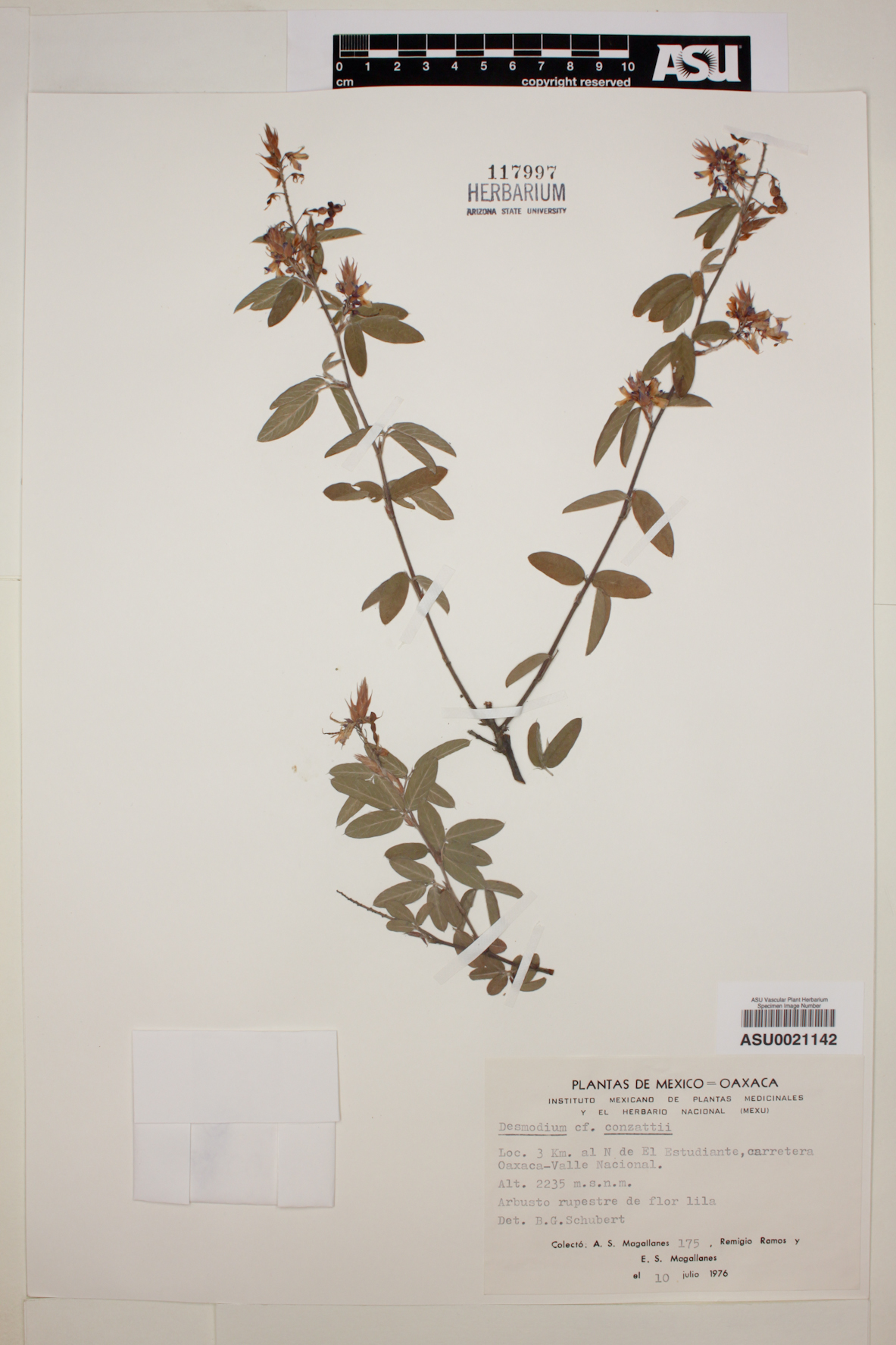 Desmodium conzattii image