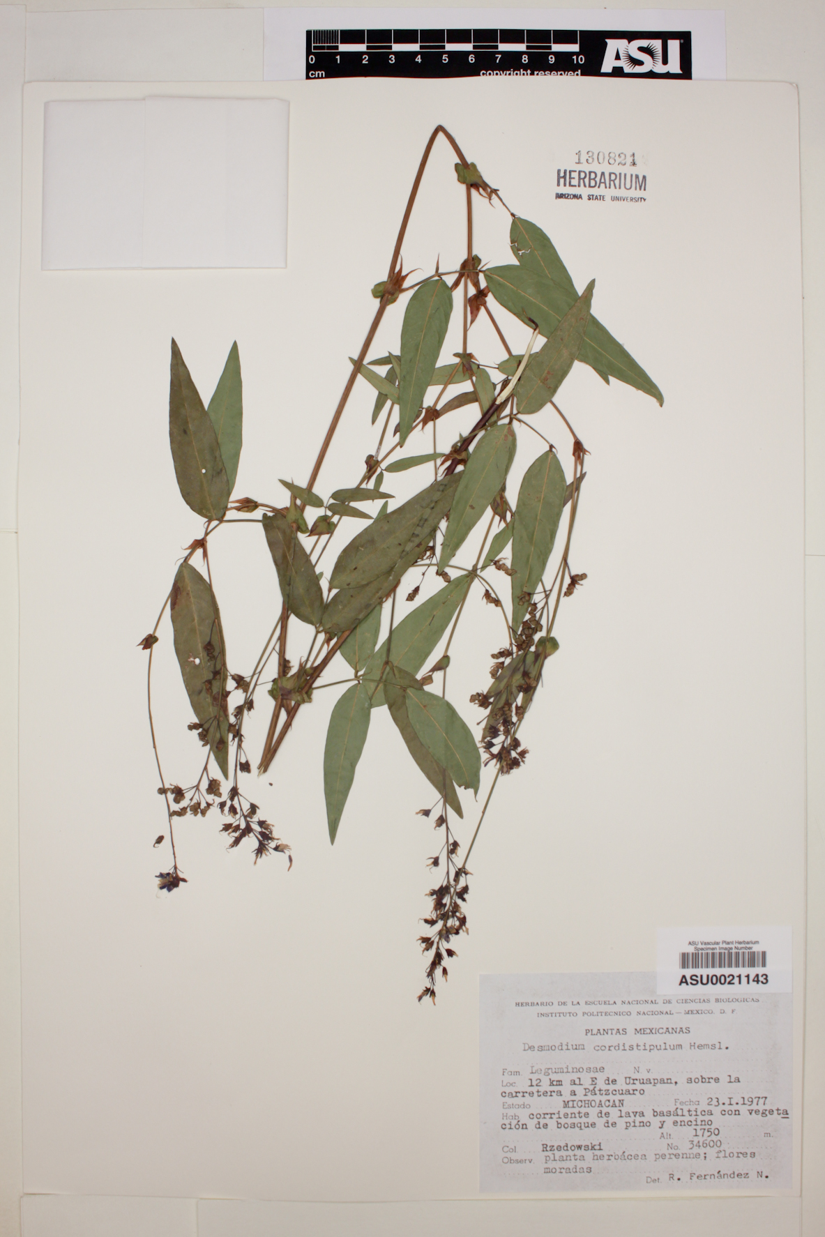 Desmodium cordistipulum image