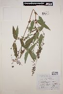 Desmodium cordistipulum image