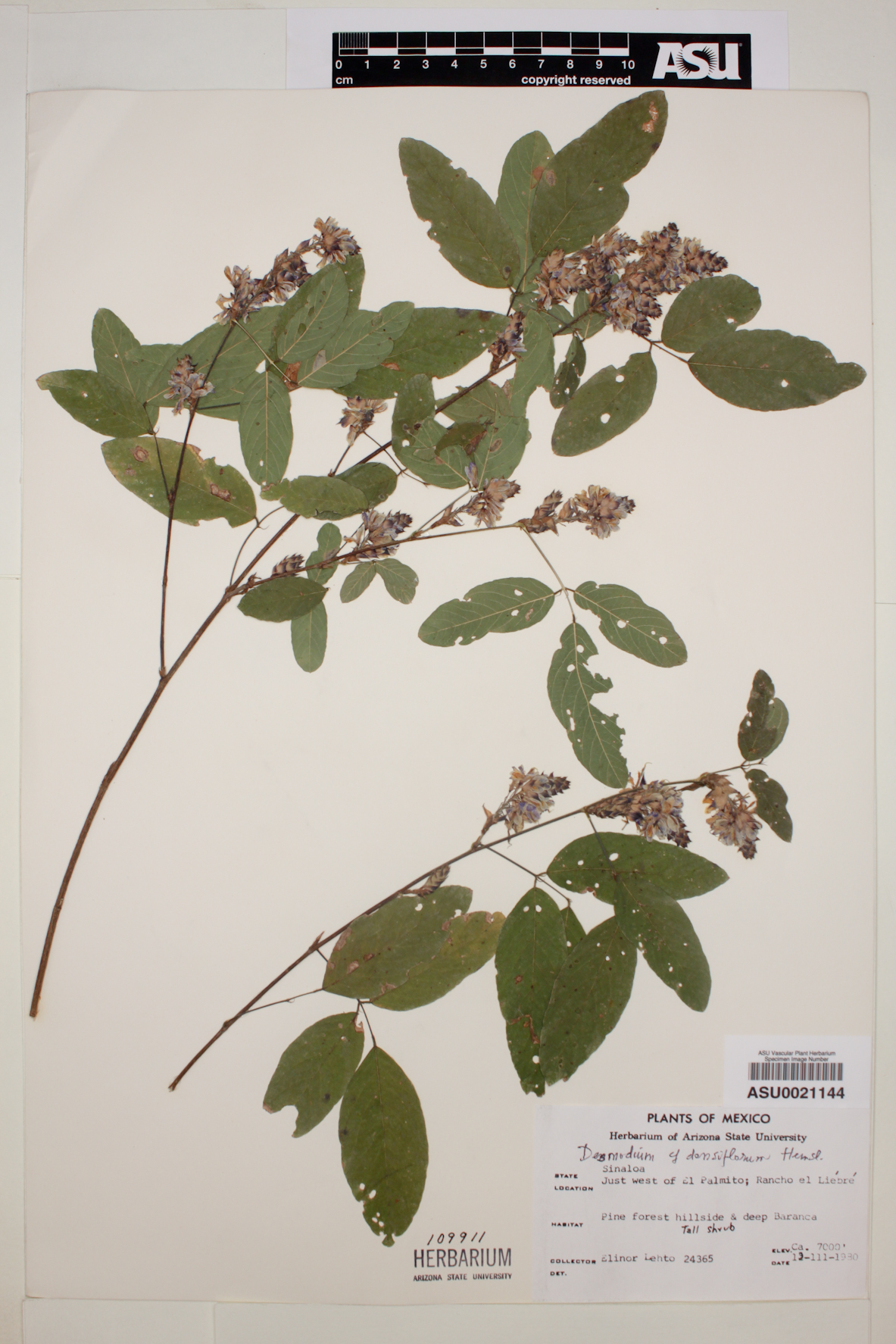 Desmodium densiflorum image