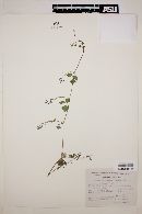 Desmodium glabrum image