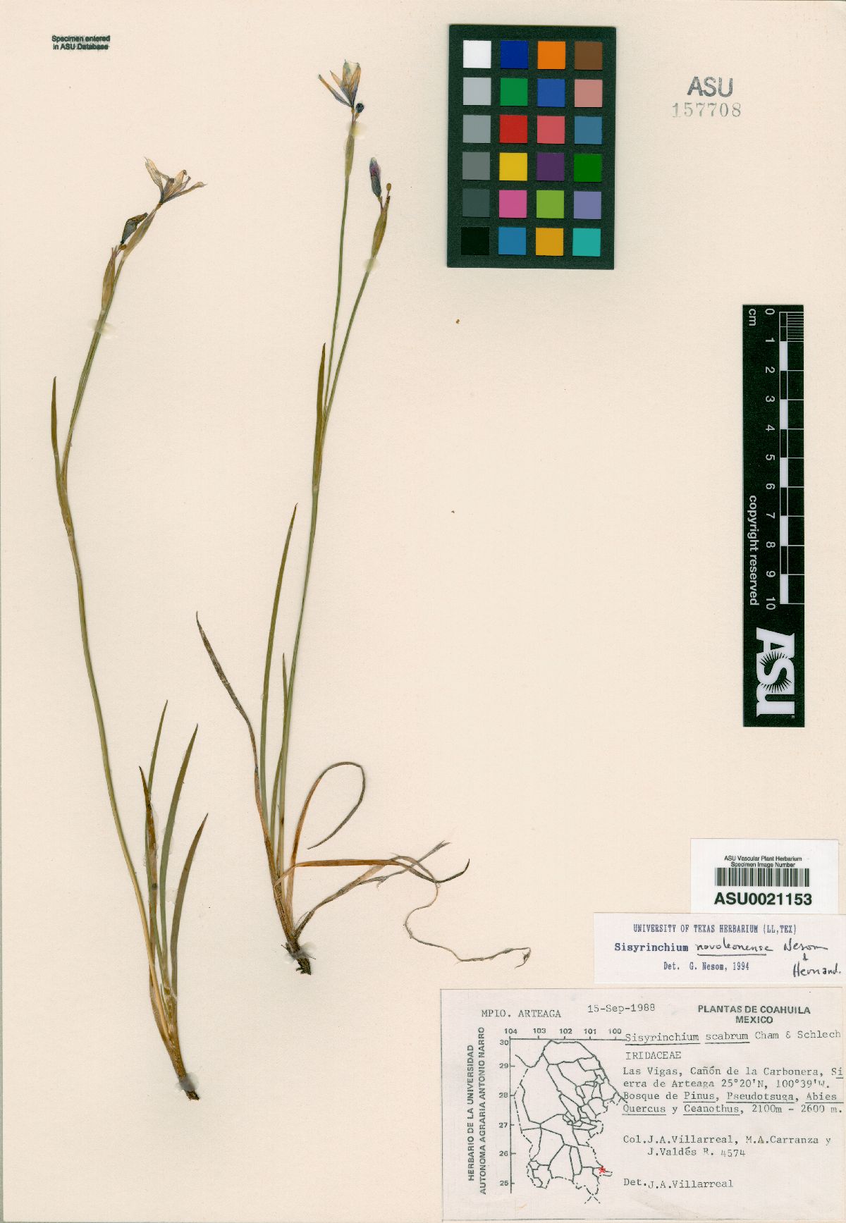 Sisyrinchium novoleonense image