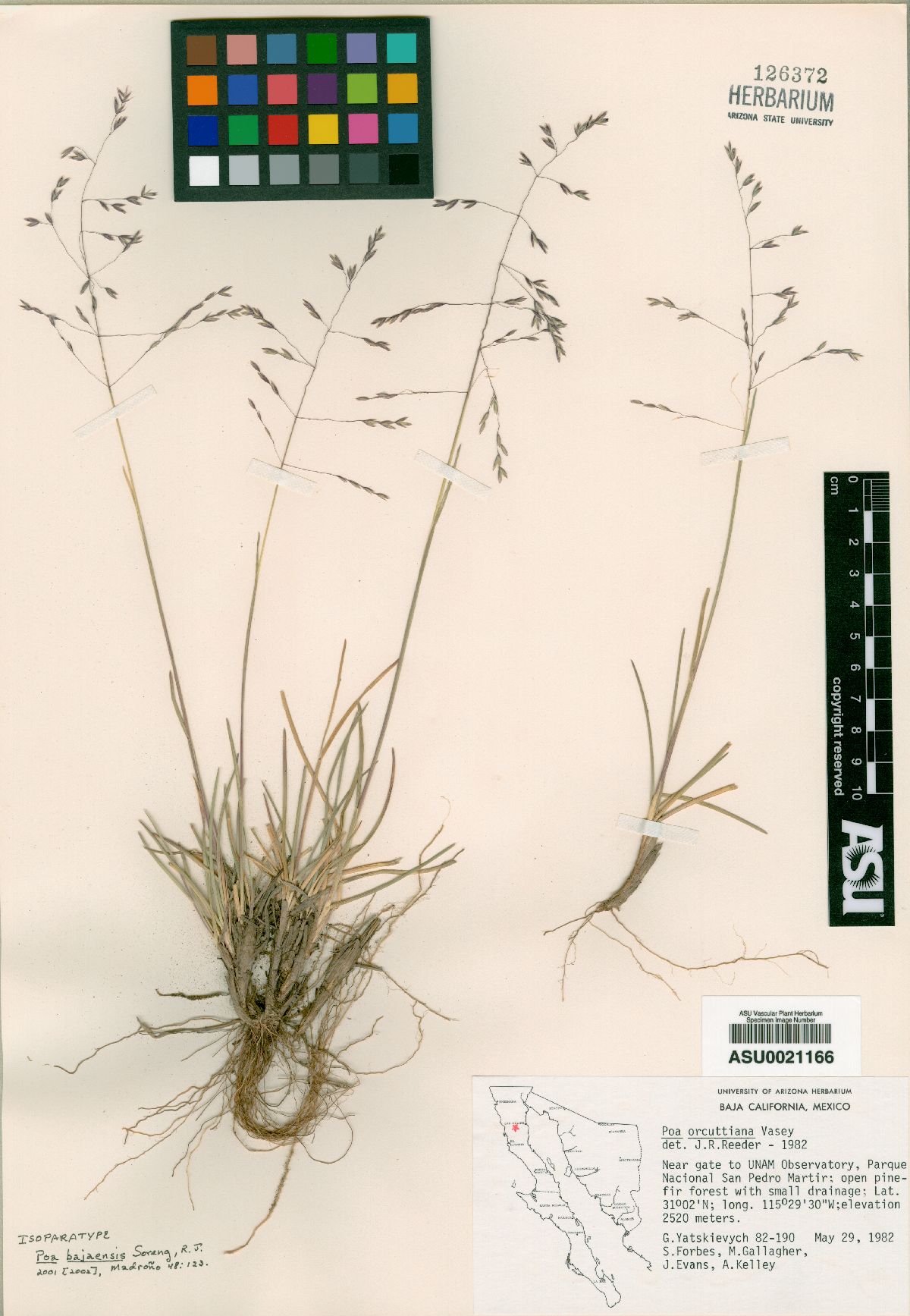 Poa bajaensis image